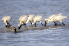 Spatole bianche e cormorani si contendono l'area di ricerca.
Sicilia orientale, 23 marzo 2024