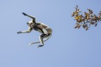 scimmia langur con piccolo che salta da un albero all'altro