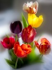 Tulipani e primavera!