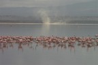 Lake Nakuru Kenia un paradiso per appassionati