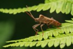 Coreus-marginatus_DSC04661_ Coreus-marginatus_DSC04661_