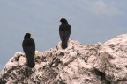 corvi sulla vetta della Grigna meridionale.