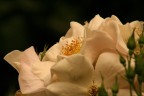 una candida rosa dell'Euroflora.
