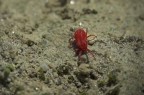 Ragnetto rosso per gli amici, una delle creaturine che infestano il giardino sotto casa :D