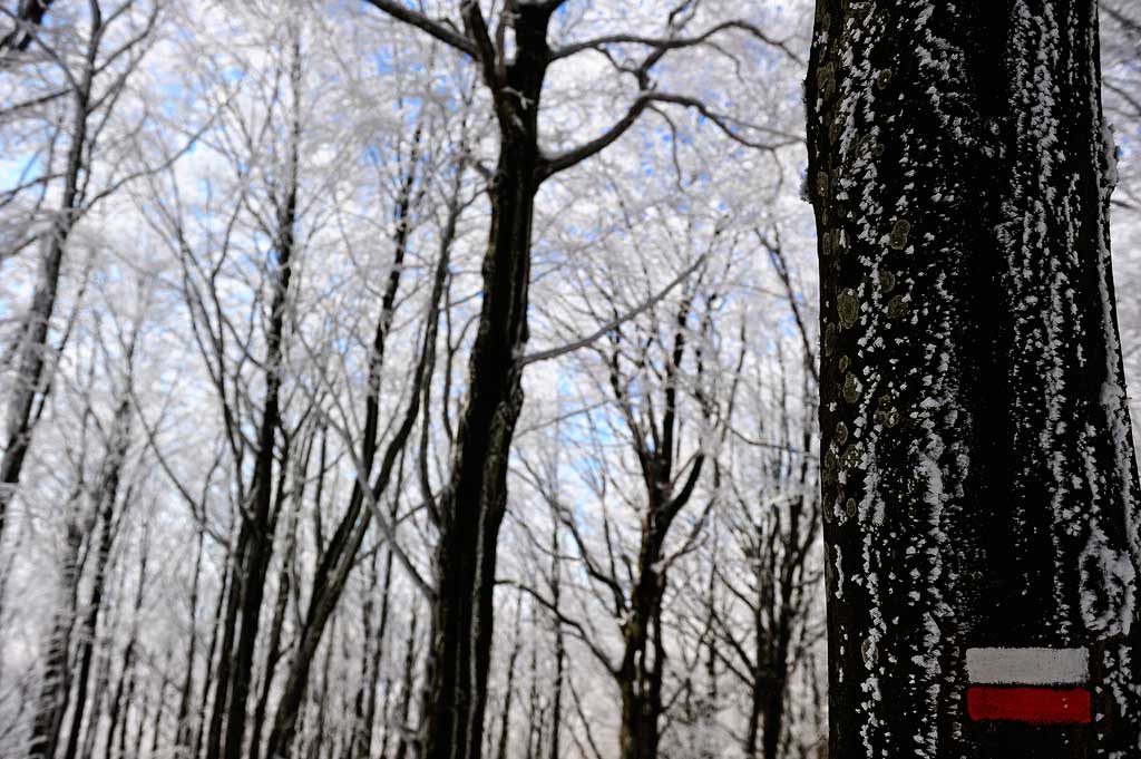 -foreste-casentinesi-Camaldoli-galaverna_7SC0306.jpg