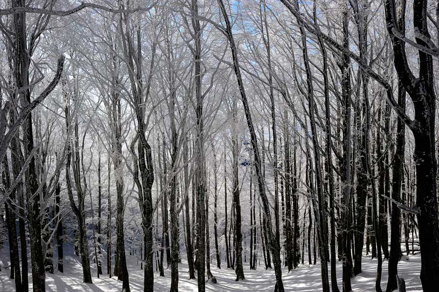 -foreste-casentinesi-Camaldoli-galaverna_7SC0324.jpg