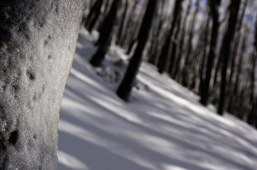 -foreste-casentinesi-Camaldoli-galaverna_7SC0342.jpg