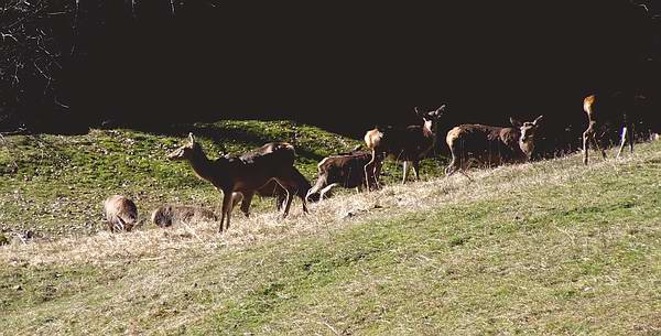 07 Cervi 2661.jpg