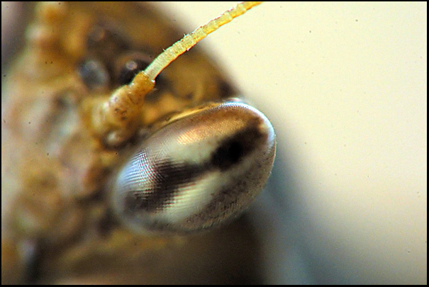 100-300_reverse50mm.jpg