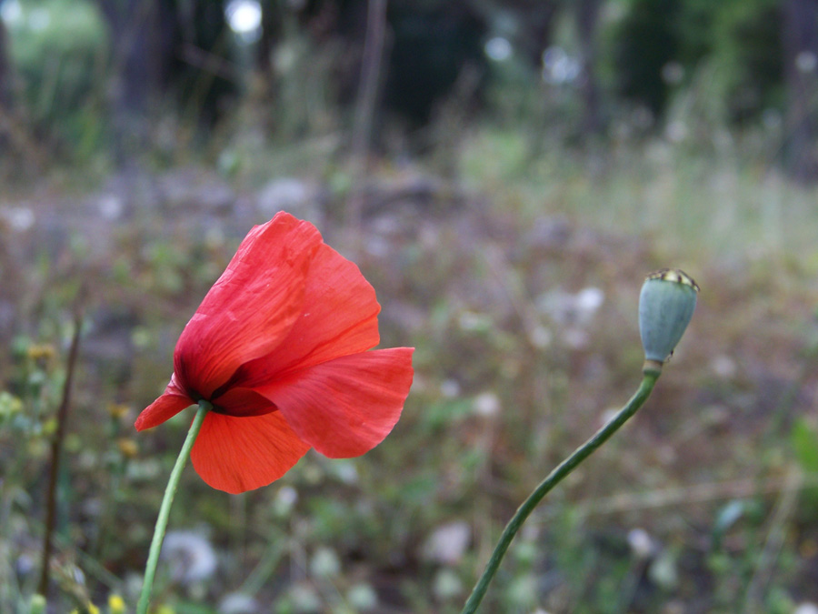 100_1863.jpg