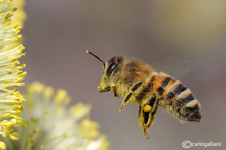140436553_kSoj0soo_apismellifera68.jpg