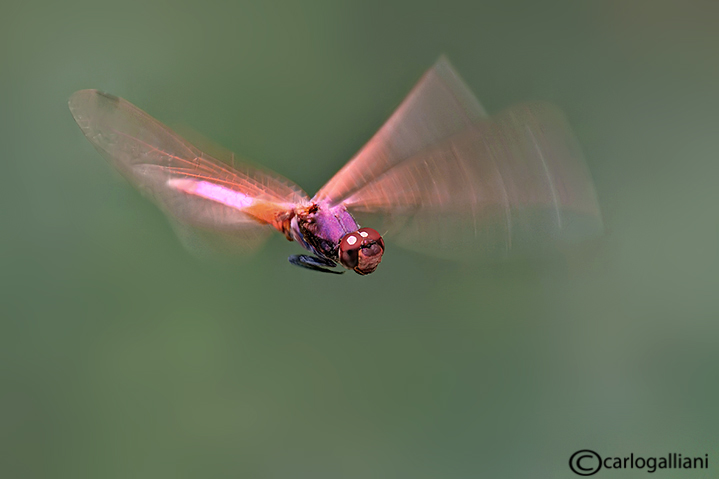 141245429_wOrcK8sI_Trithemisannulata22.jpg