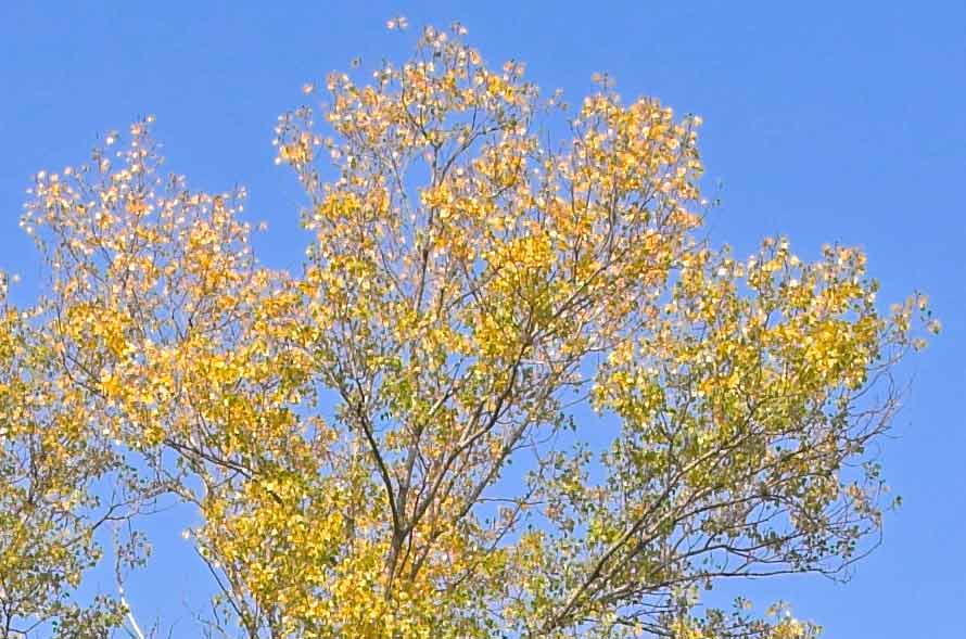 17-50-@-30-f-13-crop-100%.jpg