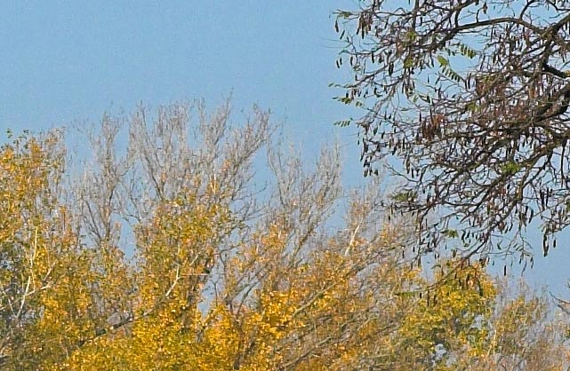 17-50-@-f8-crop-100%.jpg