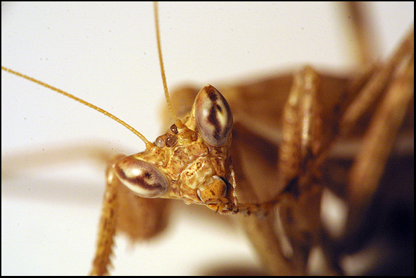 18-50_reverse50mm.jpg