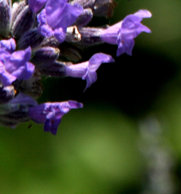 20080620_9847crop.jpg