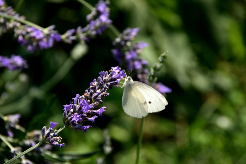 20080620_9847web.jpg