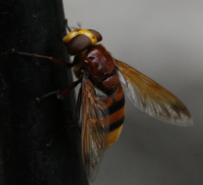 20080809_1292crop.jpg