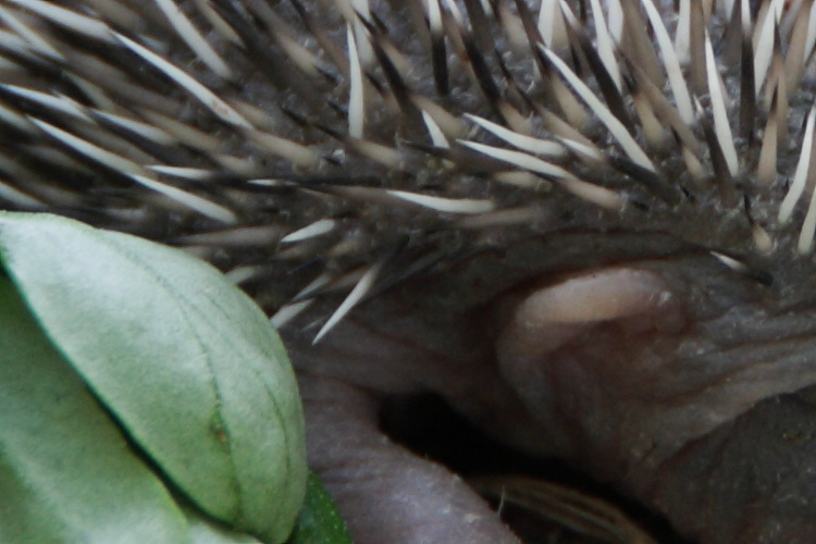 20100528_0021 - crop.JPG