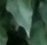 2Crop400.jpg