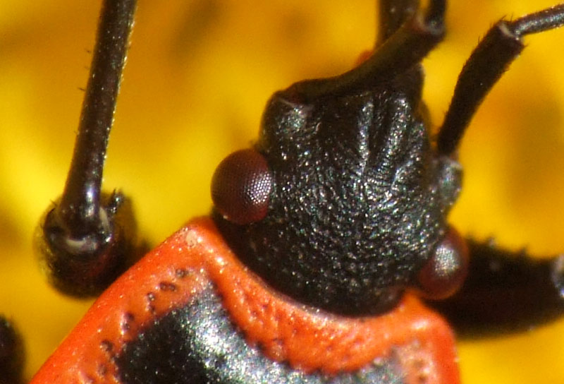 4-crop.jpg