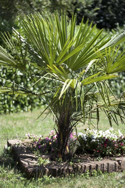 50mm-f1.8.jpg
