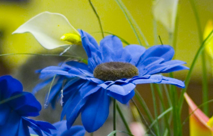 5d_img2_crop1.jpg