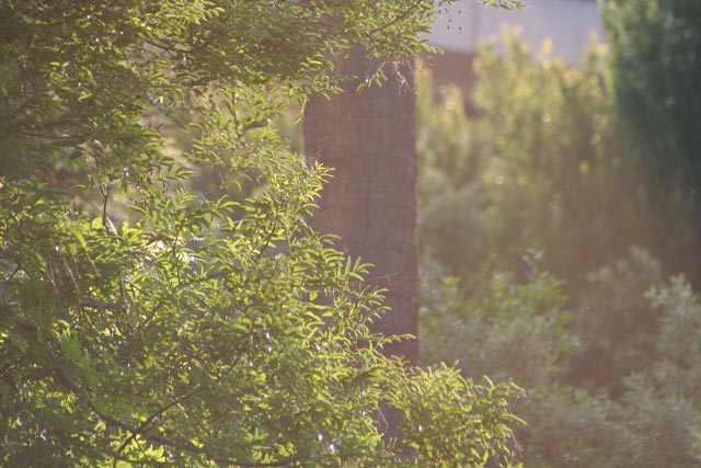 70-210-@210-f4.5-flare.jpg