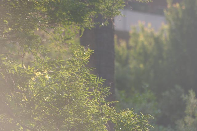 70-300-@210-f5-flare.jpg