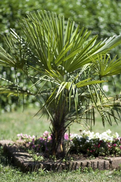 85mm-f1.8.jpg