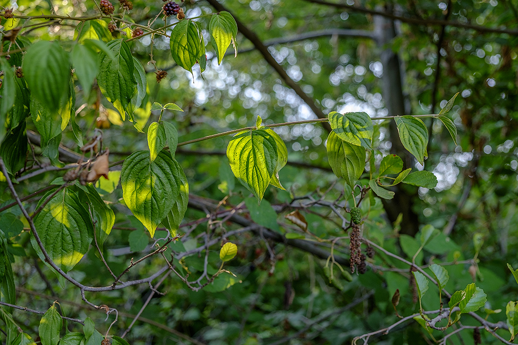 _DSF0081.jpg