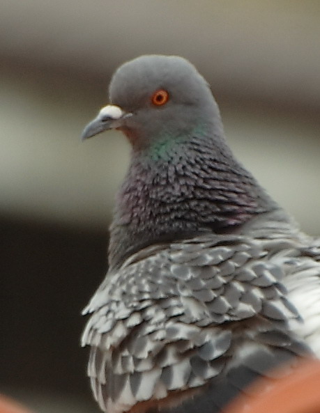_MG_0003 crop.jpg