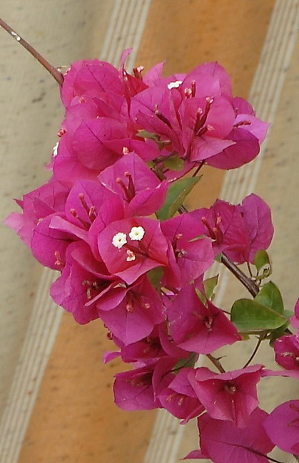 _MG_0016crop.jpg