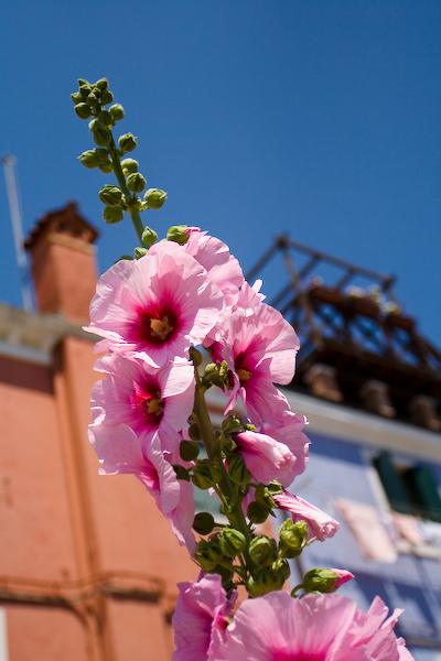 _MG_0517.jpg