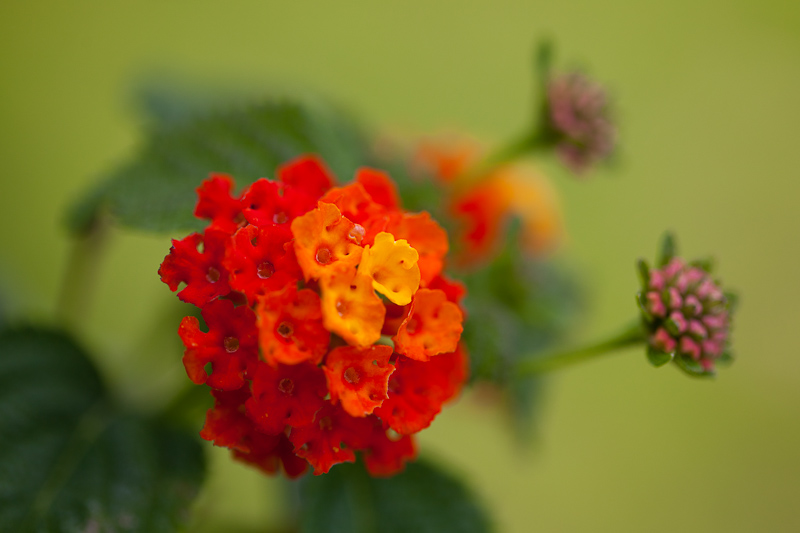 _MG_7359.jpg