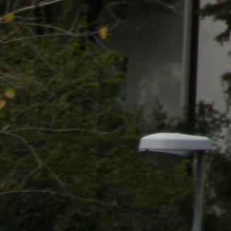 _MG_9156crop3.jpg