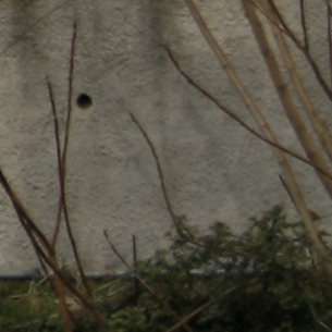 _MG_9156crop4.jpg