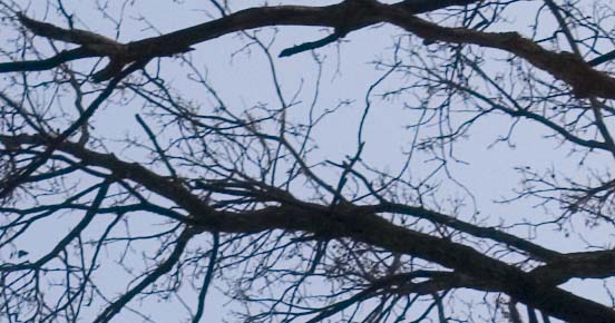 alberi controluce.jpg