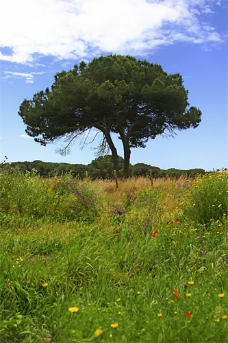 albero.jpg