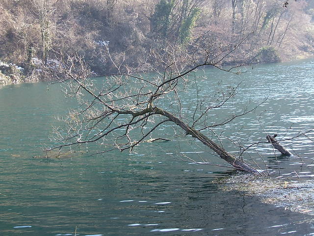 albero_640.jpg