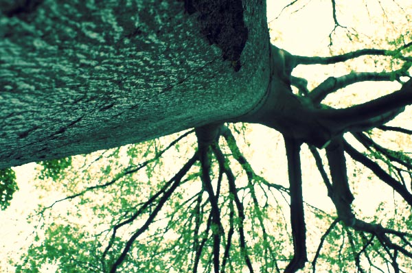 albero C-41.jpg