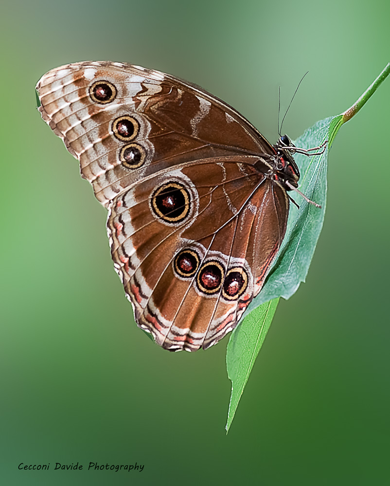 Bad Butterfly.jpg