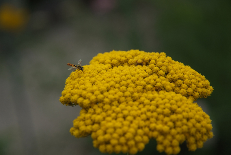 Botanical29_small.jpg