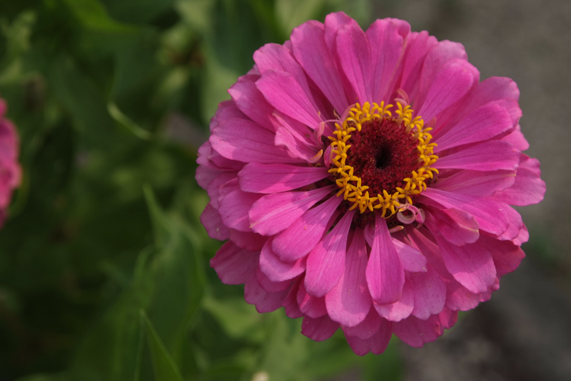 Botanical3_small.jpg