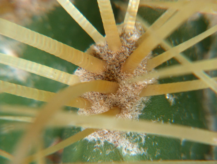 cactus-web.jpg