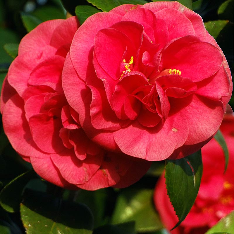 camelia.jpg