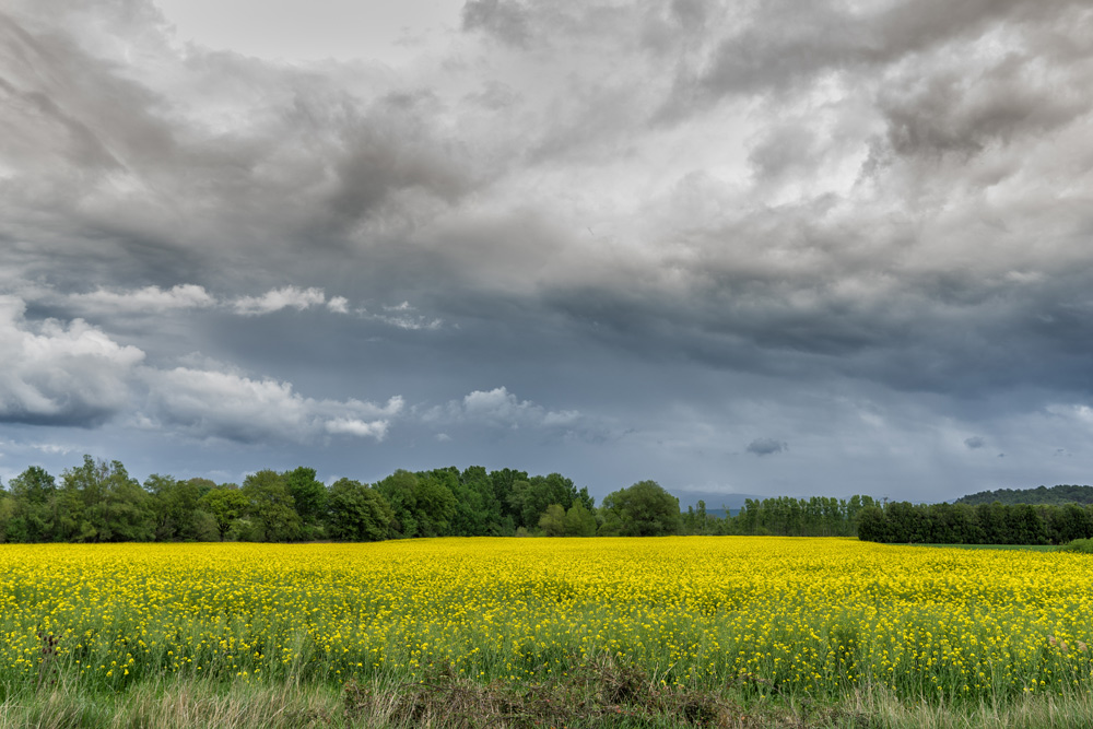 Campo-giallo-4.jpg