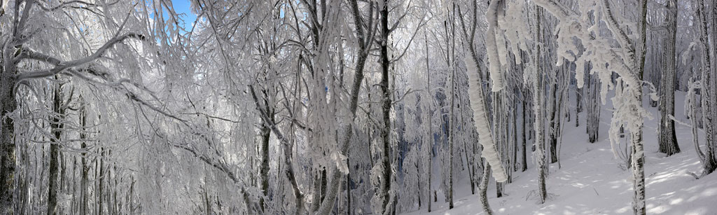 casentino-Panorama-7-100x30.jpg