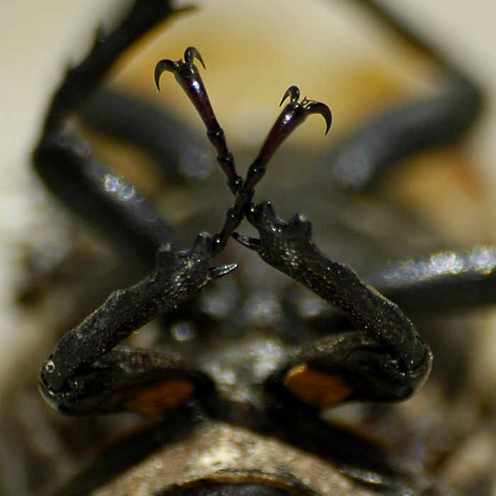 cicala_crop.jpg