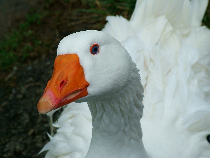 cigno.jpg